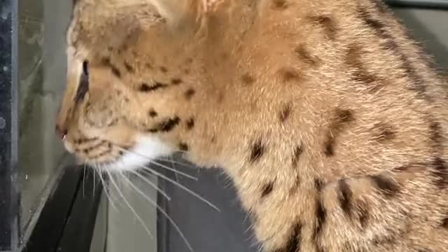 That can't eat