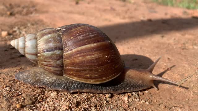 True Facts About The Land Snail