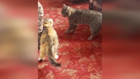 Funniest Cats 😹 - Don't try to hold back Laughter 😂 - Funny Cats Life 3