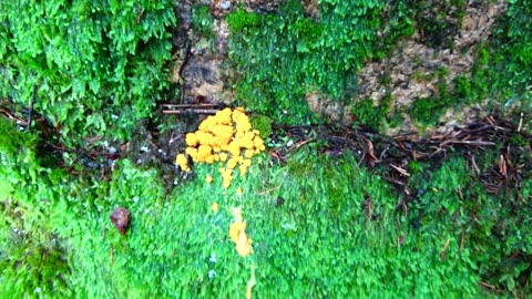 Dog Vomit Slime Mold