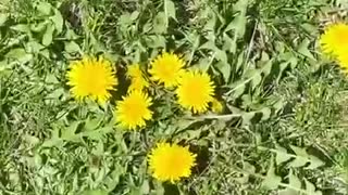 Health - Dandelions For Your Heart