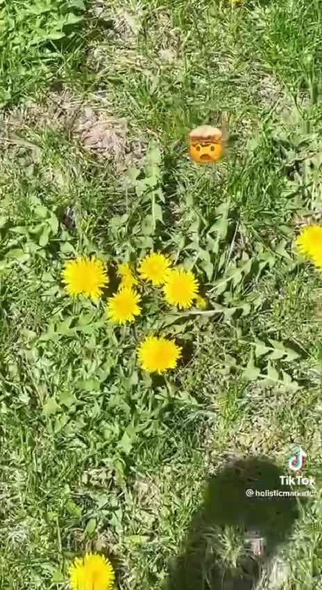 Health - Dandelions For Your Heart