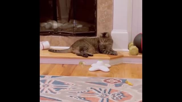 Funny Cats Compilation #1