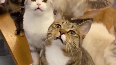 Cat funny video