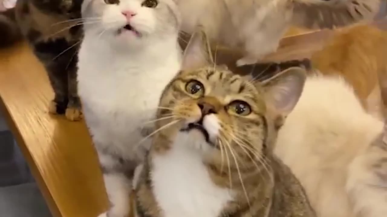 Cat funny video