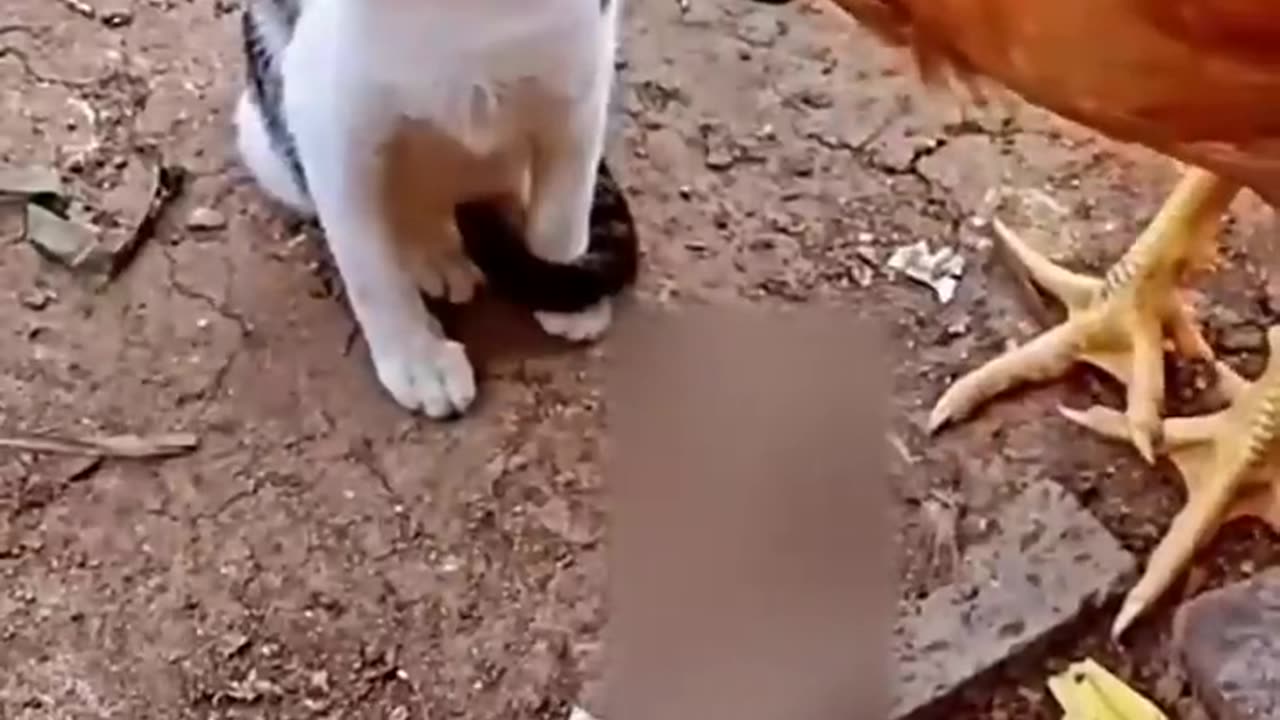 CHICKEN & CAT FIGHT..FUNNY REACTIONS FROM ANIMAL