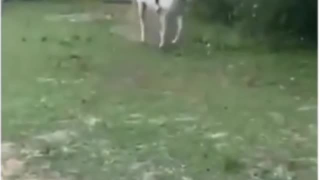 I rode a horse and got a little hammered