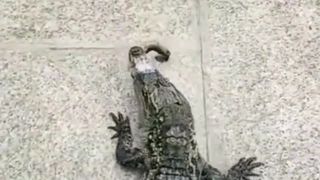 cat fighting for food with crocodile.. wow