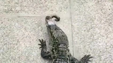 cat fighting for food with crocodile.. wow