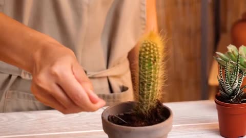 DAMAGED PLANT RECOVERED LiveGiving Tricks to make your Lovely Plants Green and Blossom