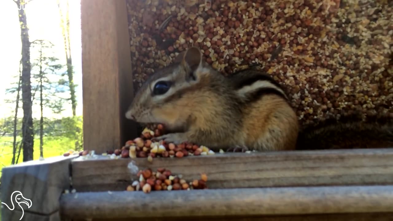 Chipmunk Discovers The Limits Of Stuffing Nuts In His Cheeks