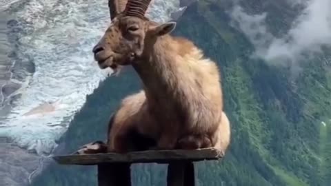 Goat Conquers Everest #shorts #viral #shortsvideo #video