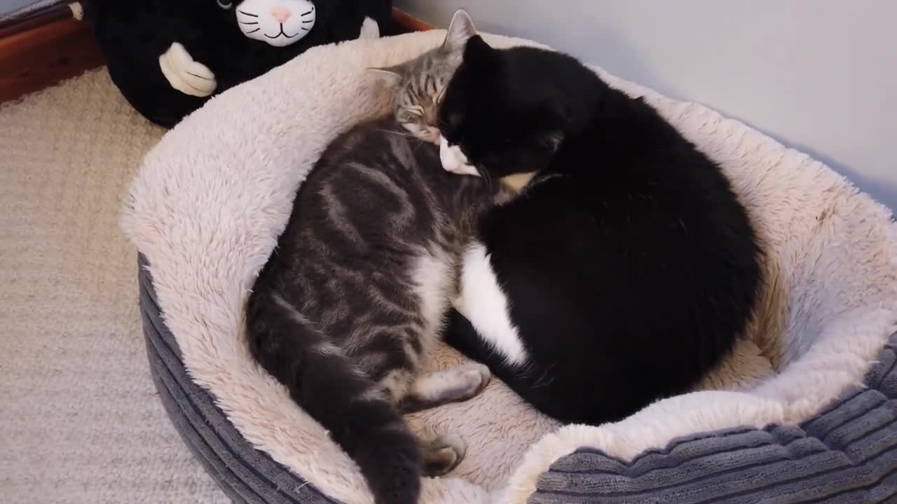 Kitten Adorably Wakes Up Cat