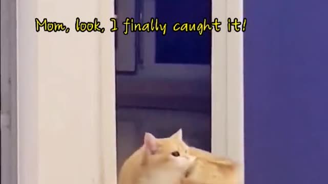 Wow,thelittlesillycatbithisowntail.