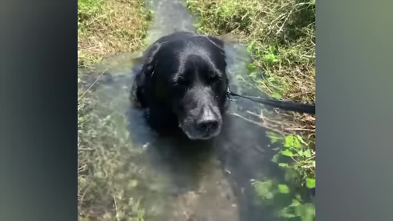 funniest-animals