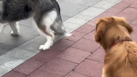 Funny Dog Videos || Funny Animals Videos