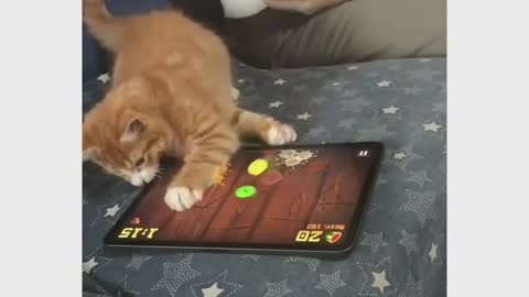 Now iPad Dead | funny cat video