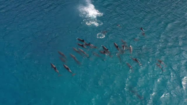 Amazing Wild Dolphins doing Spinner Jumpings - Funny Videos