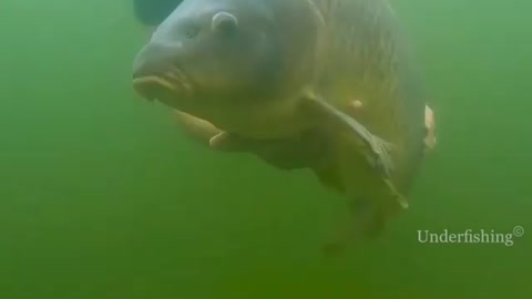 This is a beautiful and charming water-dwelling species
