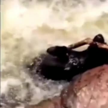 so touching...! Animals save each other