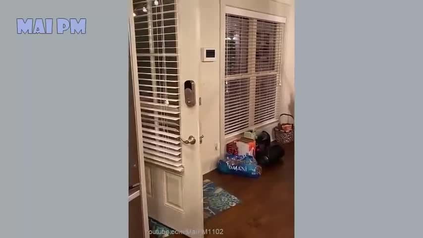 Funny dog videos πΆ 2021πΆπ
π