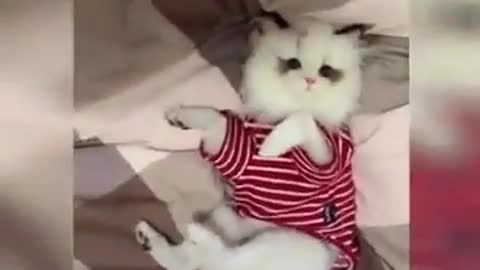 Cat Funny Compilation