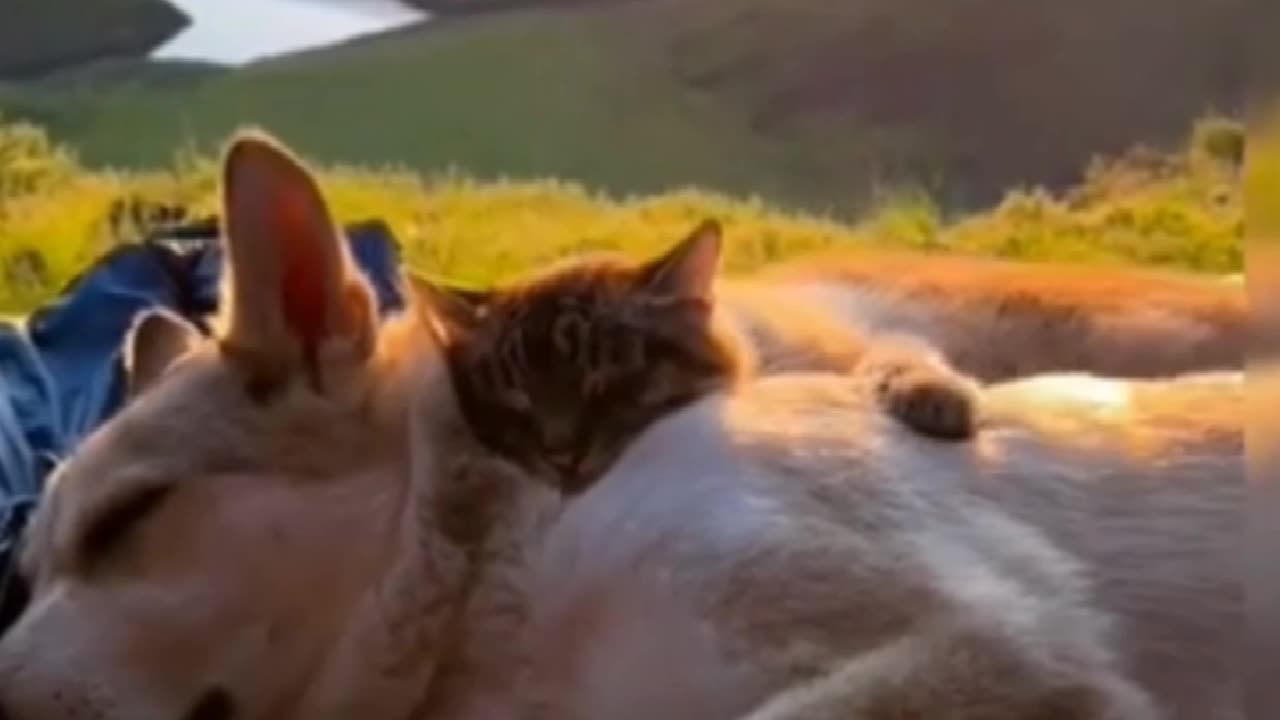 A cat and dog sleeping enjoying sunset....