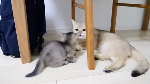 Kitten Kiki seems to love her mother too much