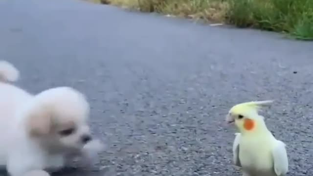 Cute dog and parrot playing