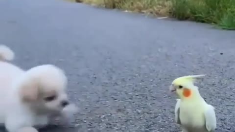 Cute dog and parrot playing