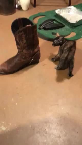 Kitten Attacks Cowboy Boot