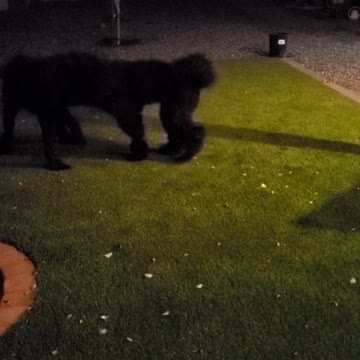 Sassy in action!! All offense!!