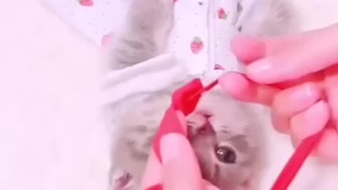 Funniest Dogs And Cats Videos