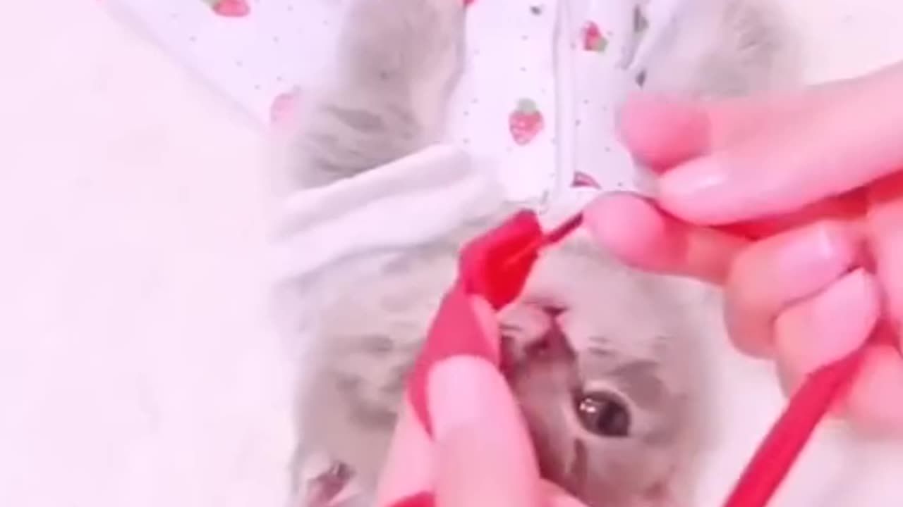Funniest Dogs And Cats Videos