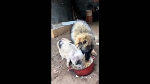 The impudent pig does not allow the big dog to eat