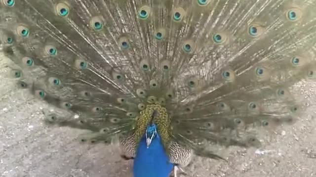 Peacock - One of the Most Beautiful Bird