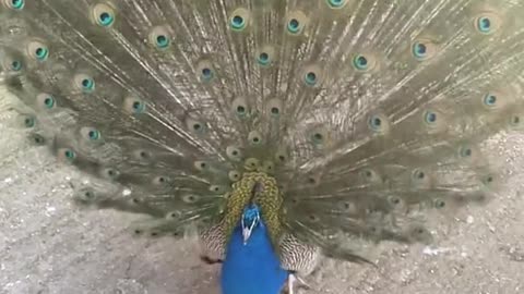 Peacock - One of the Most Beautiful Bird