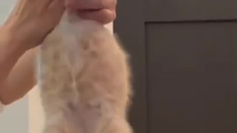 Little cat|| cute cat|| beautiful cat||meoww