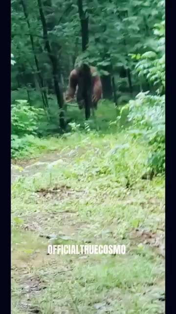 🤣🤣🤣🤣 Yeah Bigfoot