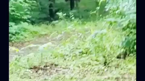 🤣🤣🤣🤣 Yeah Bigfoot