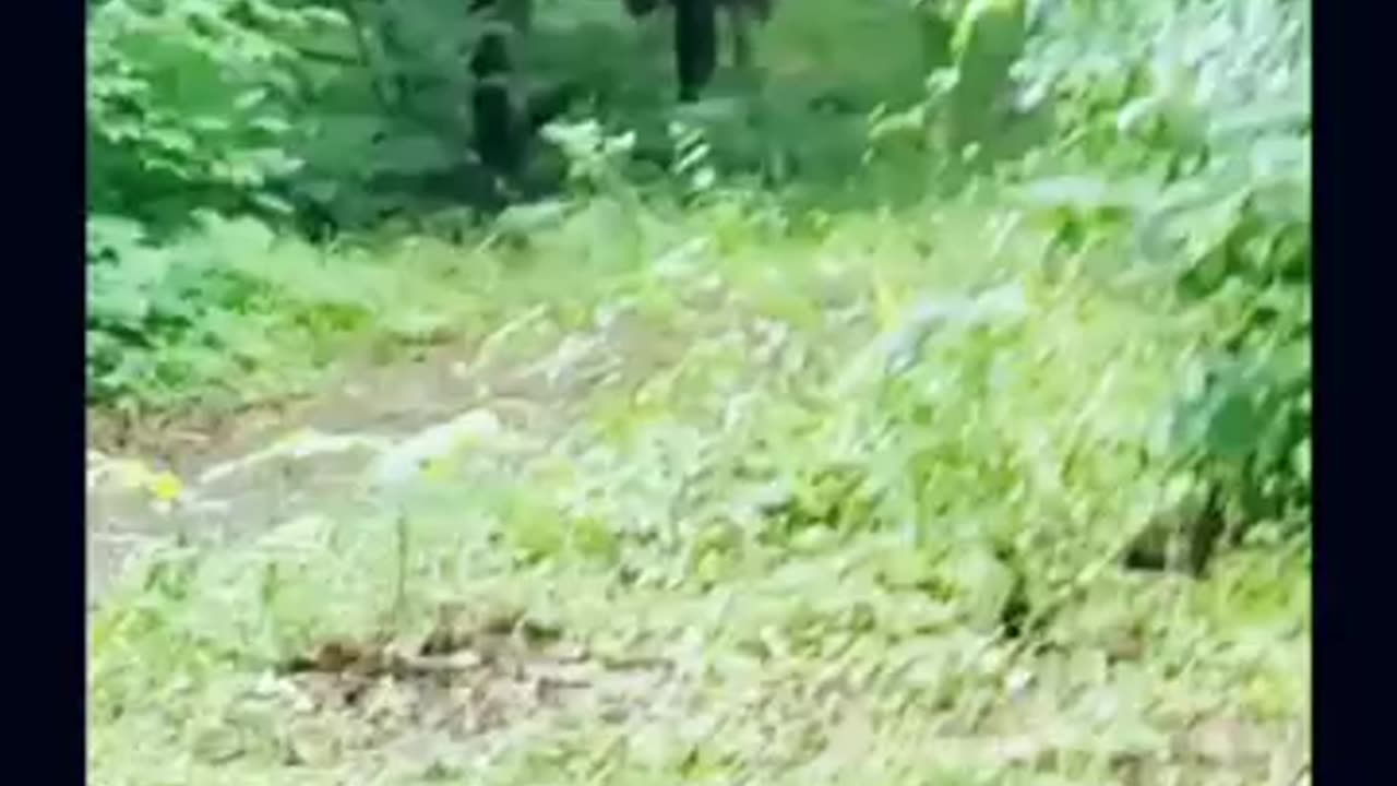 🤣🤣🤣🤣 Yeah Bigfoot