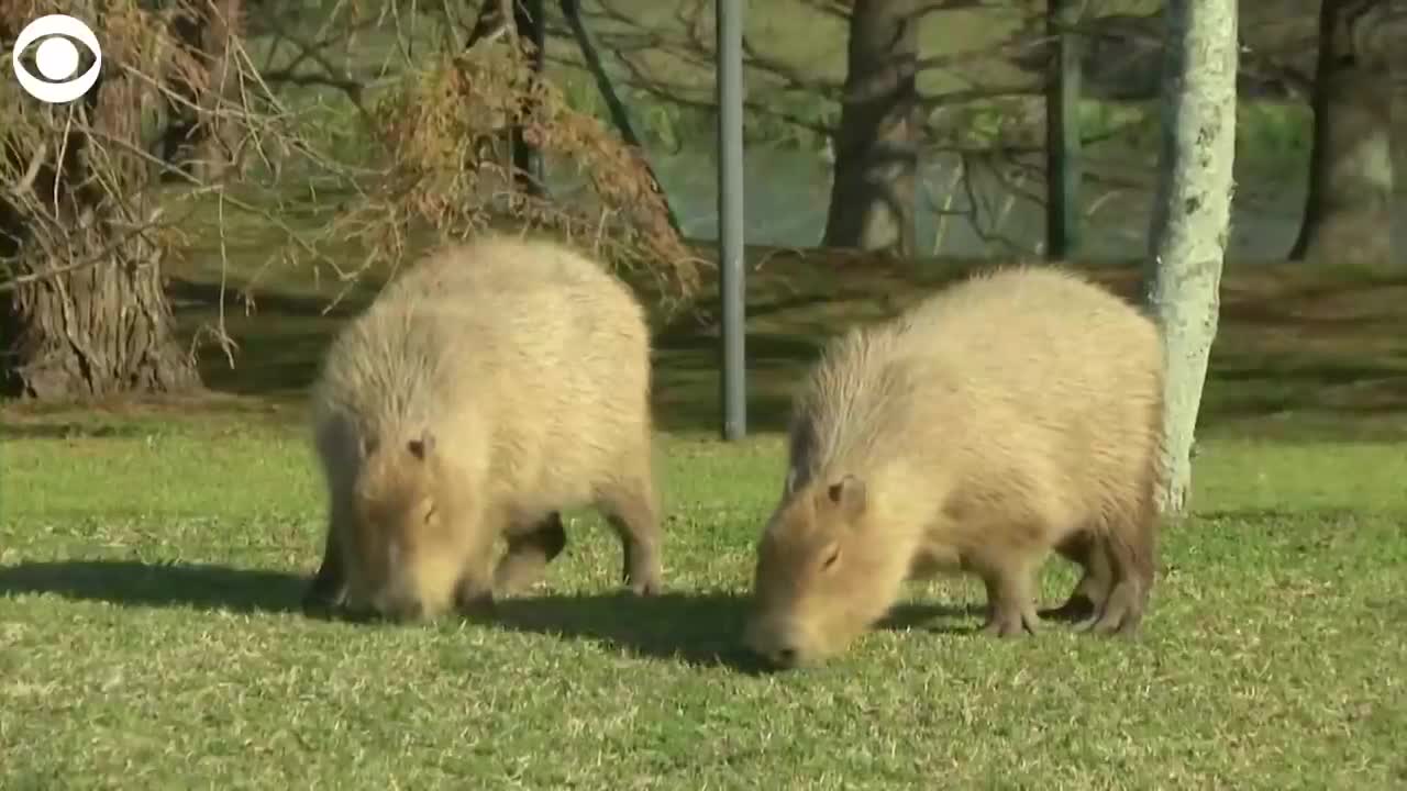 Hundreds of capybaras overrun neighborhood in Argentina