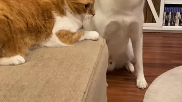 KITTEN BEATS UP SIBERIAN HUSKIES!