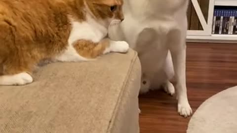 KITTEN BEATS UP SIBERIAN HUSKIES!