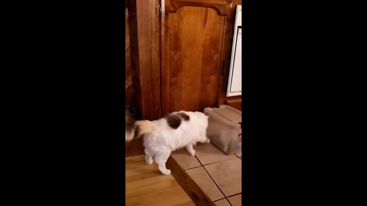 New Funny Animals π
Funniest Dogs And Cats Videos 2023πΆπΊ