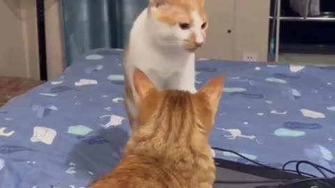 Cat slap another cat