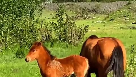 Beautiful Nature - Beautiful Horses