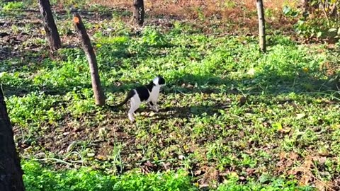 A cute cat is looking for something in the yard.