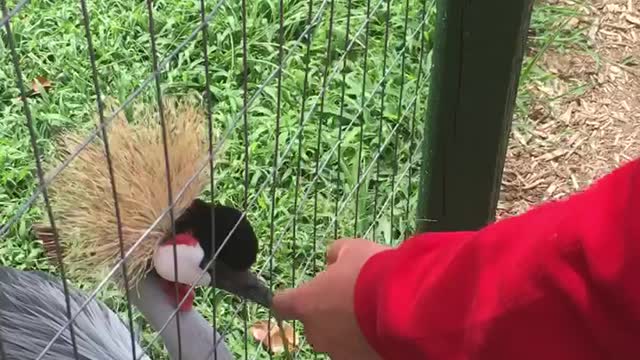 Monkey Throwing Poop at Kids