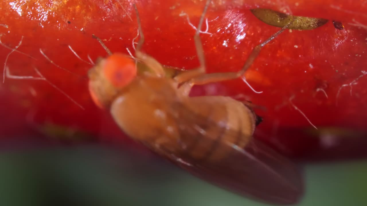 The Shocking Discovery of Eggs Laid by a Freaky Fruit Fly in Your Strawberries | Inside View